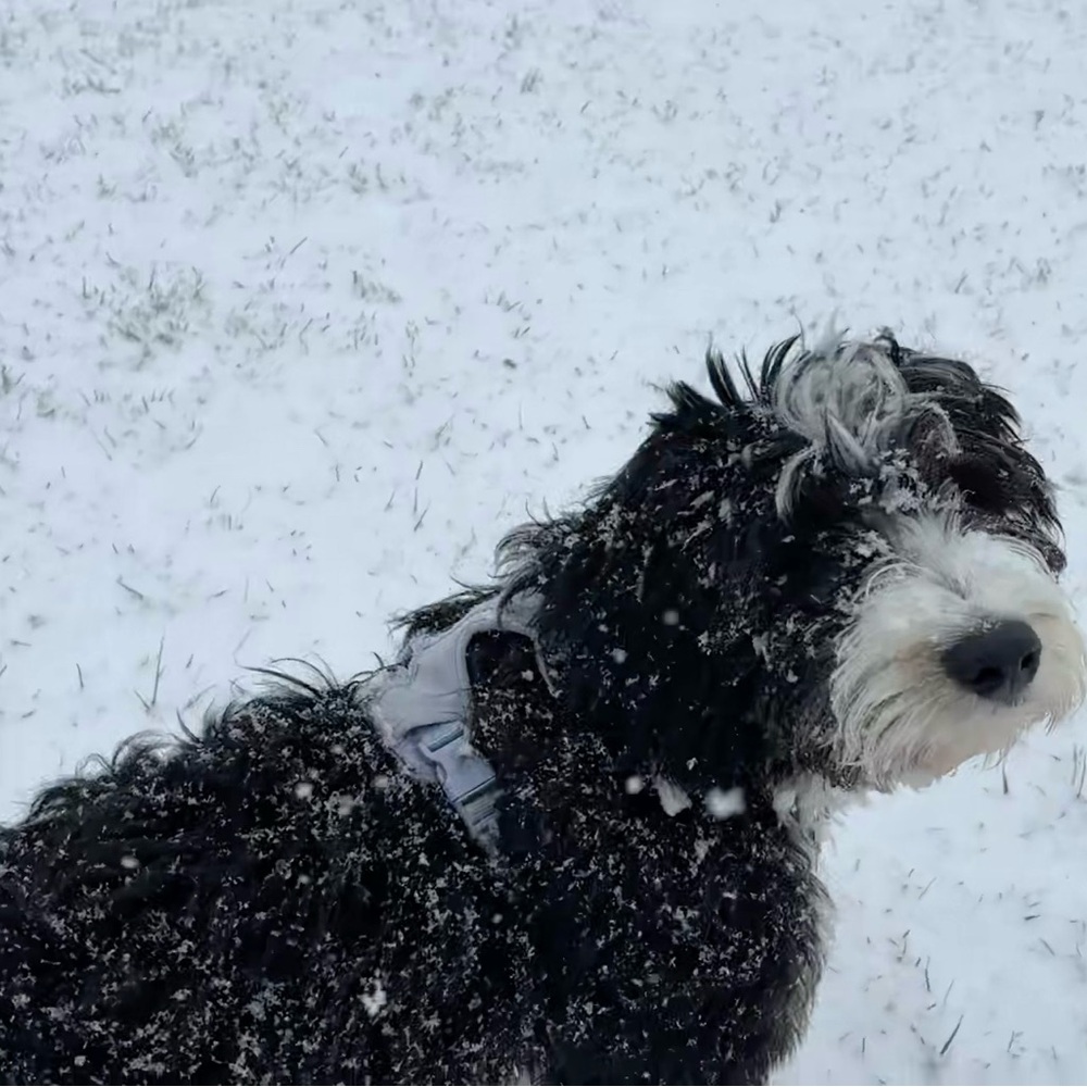 Meet your Posher, Mary